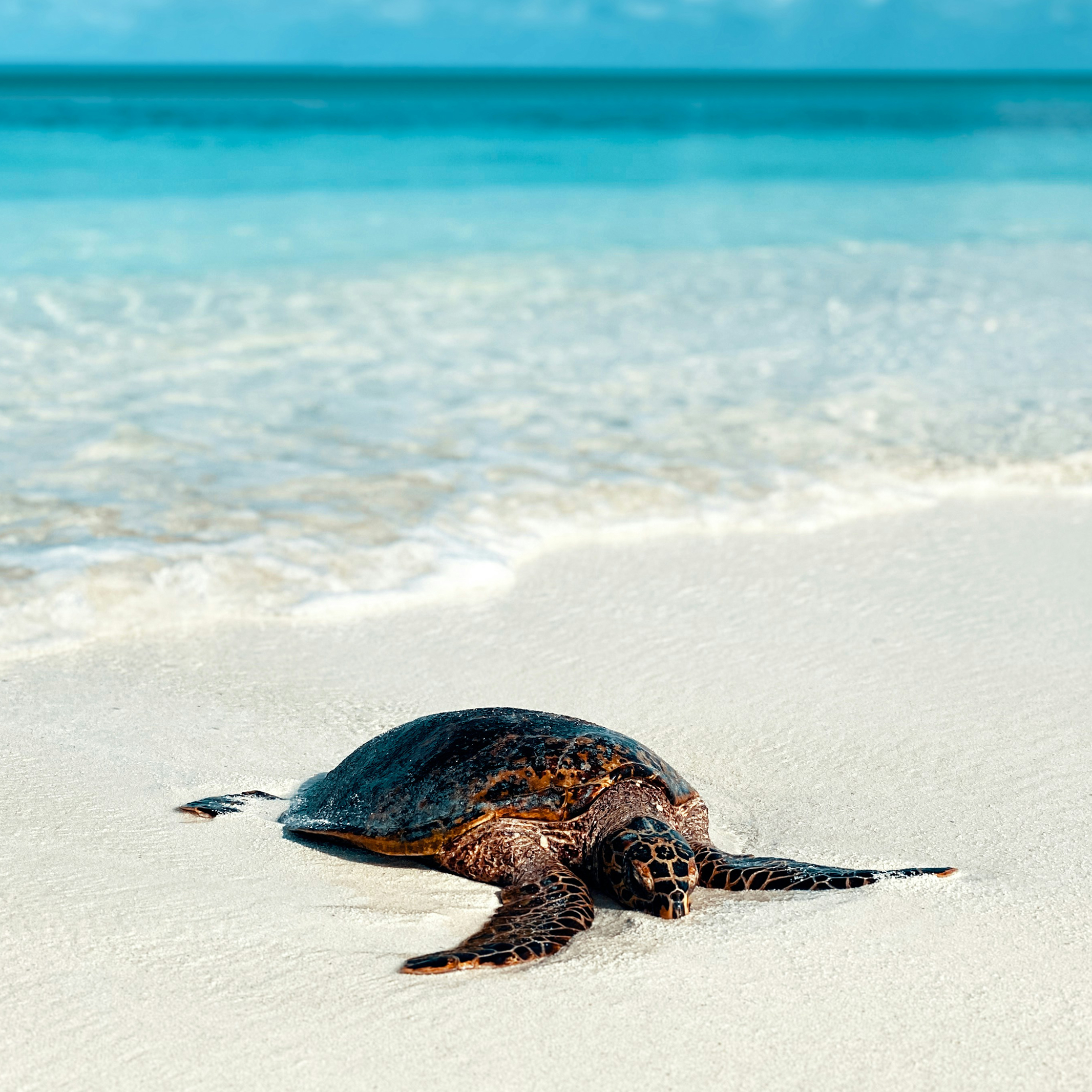 Tortue sur une plage de sable